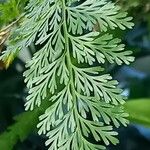 Davallia fejeensis Blatt
