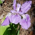 Iris tectorum Blomma