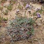 Limonium ramosissimum Habitatea