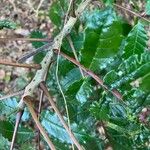 Zanthoxylum caribaeum Bark