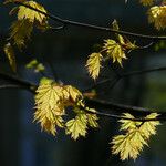 Acer pseudoplatanus Листок