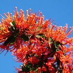Embothrium coccineum Flor
