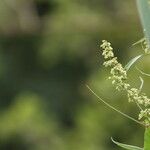 Rumex cristatus Fruit