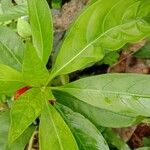 Rauvolfia serpentina Leaf