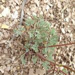Eschscholzia lemmonii Habit