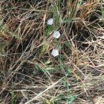 Convolvulus prostratus Flower