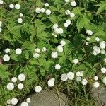 Ranunculus aconitifolius Folio