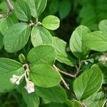 Cotoneaster integerrimus Blad