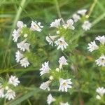 Euphrasia officinalis Хабит