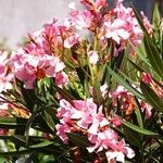 Nerium oleander Habit