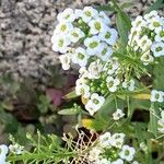 Lobularia maritimaFlor