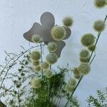 Lagoecia cuminoides 花