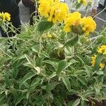 Phlomis fruticosaFolio