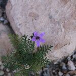 Erodium touchyanum Flor