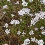 Iberis procumbens Libunga