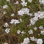 Iberis procumbens Natur