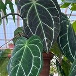 Anthurium crystallinum Hoja