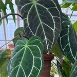 Anthurium crystallinum List