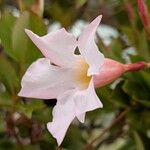 Mandevilla laxa Blomst