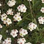 Androsace villosa Blüte