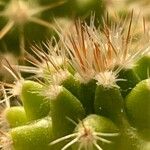 Mammillaria voburnensis その他の提案