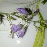 Campanula rhomboidalis Floare