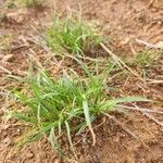 Microchloa kunthii Blatt
