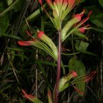 Castilleja coccinea Habit