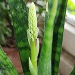 Dracaena hyacinthoides Blüte