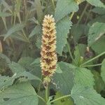 Agastache rugosa Fuelha