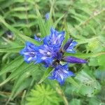 Gentiana asclepiadeaBlodyn