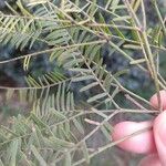 Prosopis chilensis Leaf