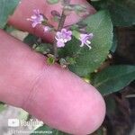 Ocimum carnosum Floare