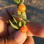 Lycium berlandieri Fruit