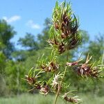 Poa bulbosa 花