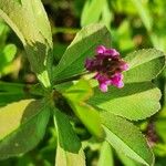 Trifolium usambarense Blomst