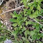 Globularia cordifolia Leaf