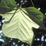 Liriodendron tulipifera Blatt