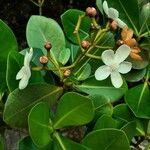 Clusia criuva Flor