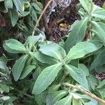 Calceolaria integrifolia पत्ता