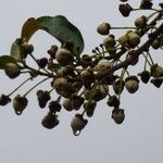 Aphloia theiformis Fruit