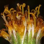Raillardella scaposa Flower