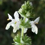 Stachys spinulosa Blodyn