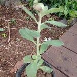 Plectranthus ornatus Leaf