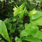 Cerinthe minor葉
