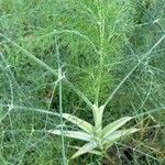 Foeniculum vulgareLeaf