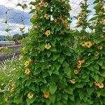 Thunbergia alata Folla