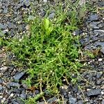 Verbena officinalis Libunga