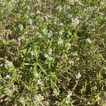 Cakile maritima 花