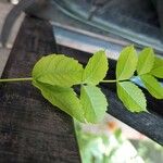 Campsis radicans Leaf